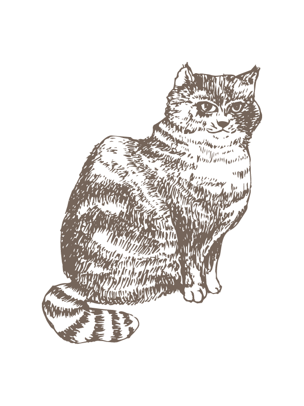 ヤマネコ（やまねこ）