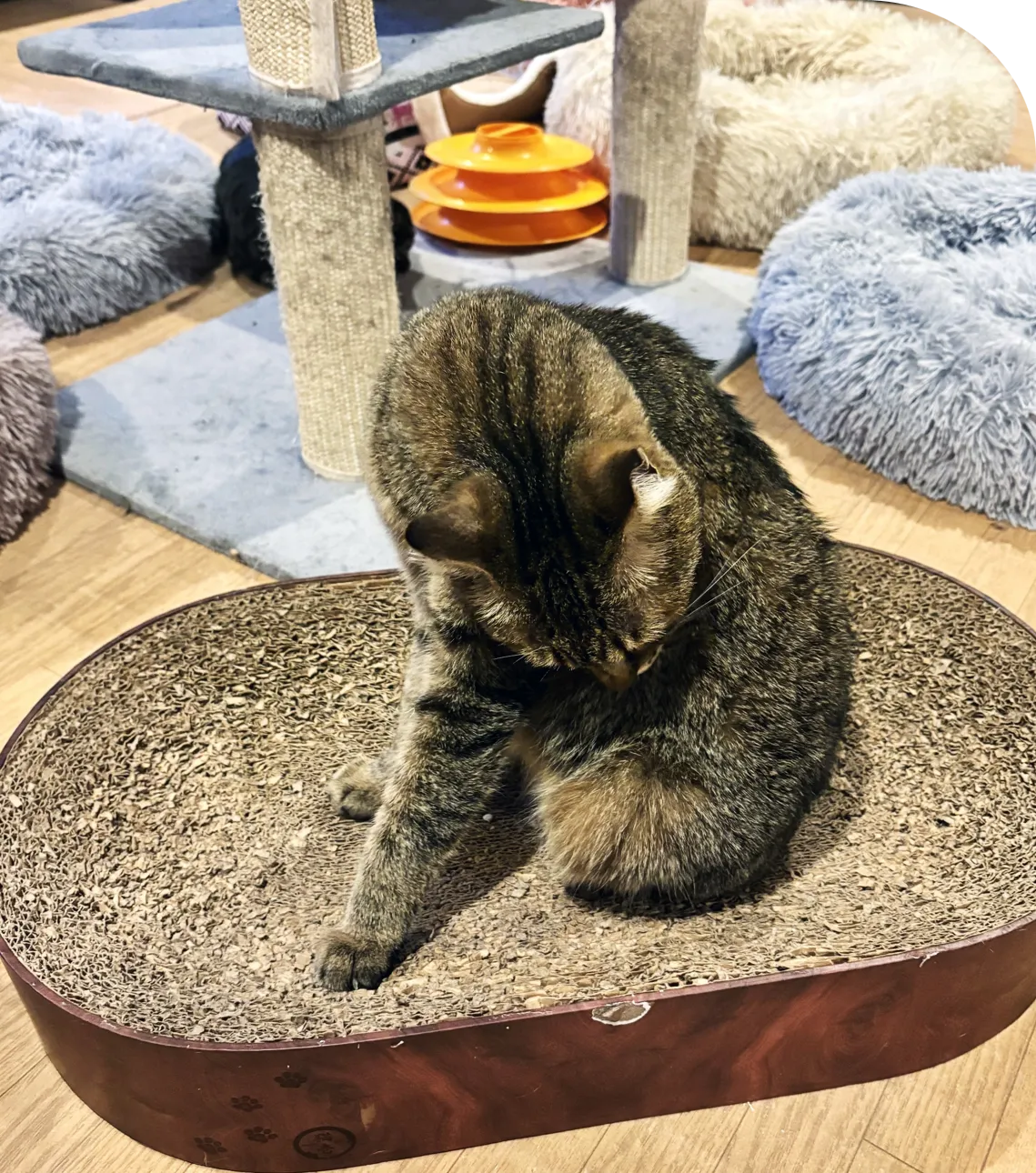 保護猫の様子